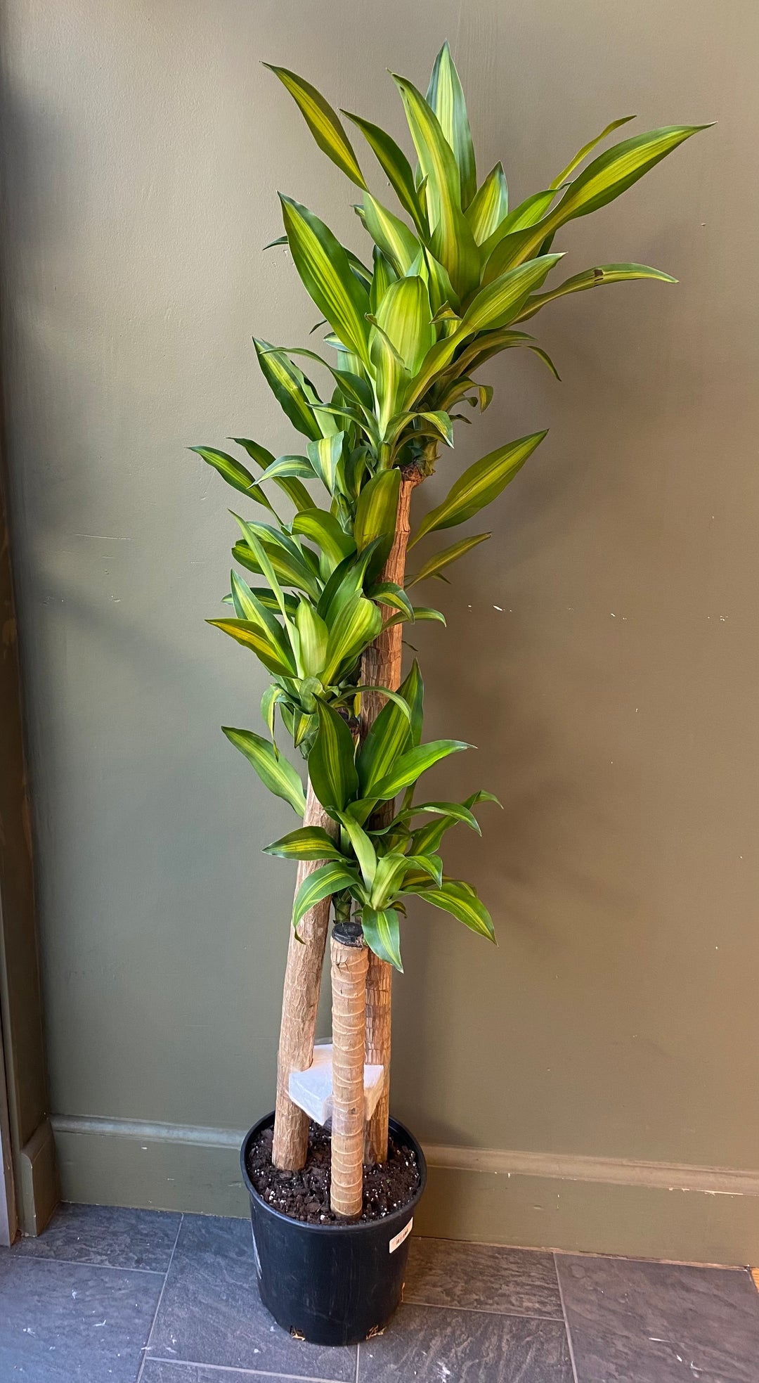Dracaena Mass Cane
