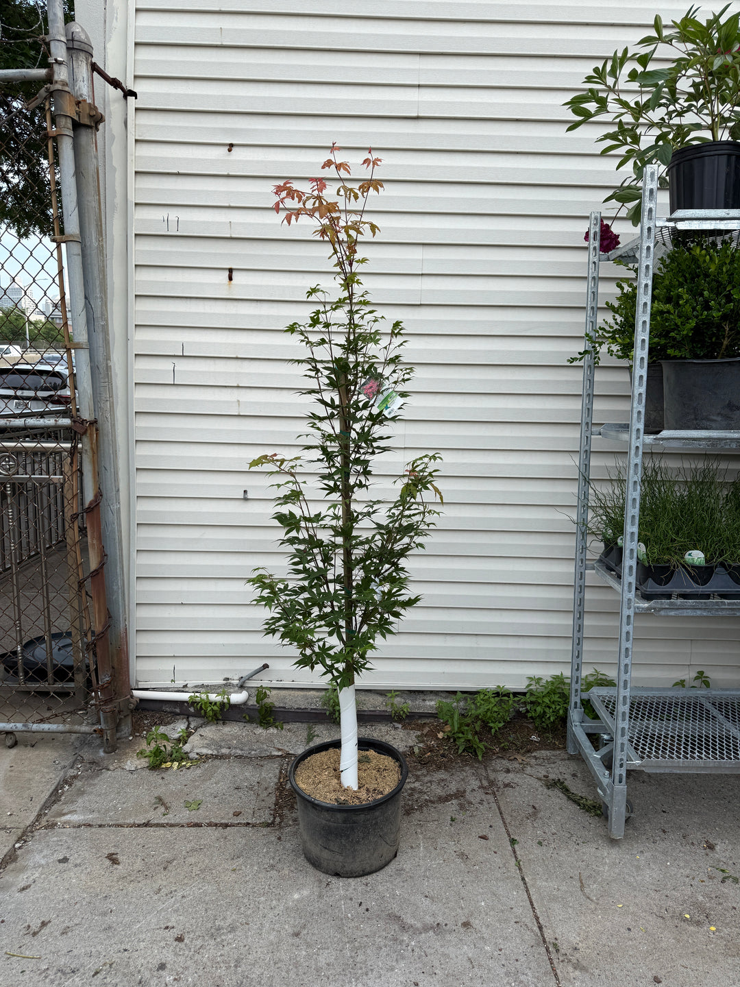 Osakazuki Japanese Maple