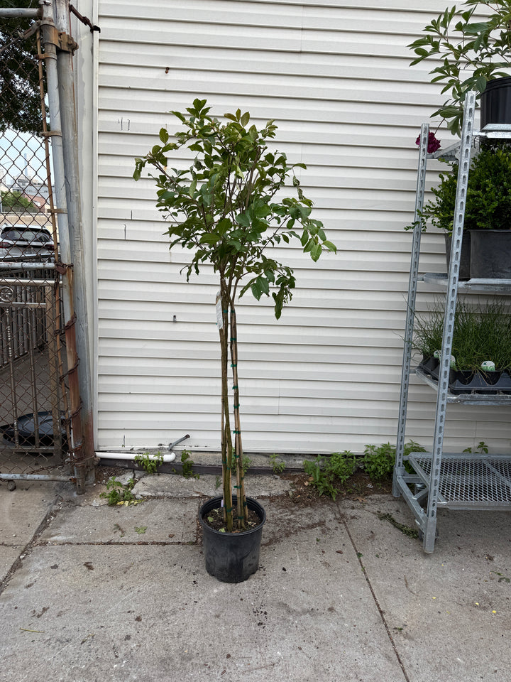 Natchez Crapemyrtle