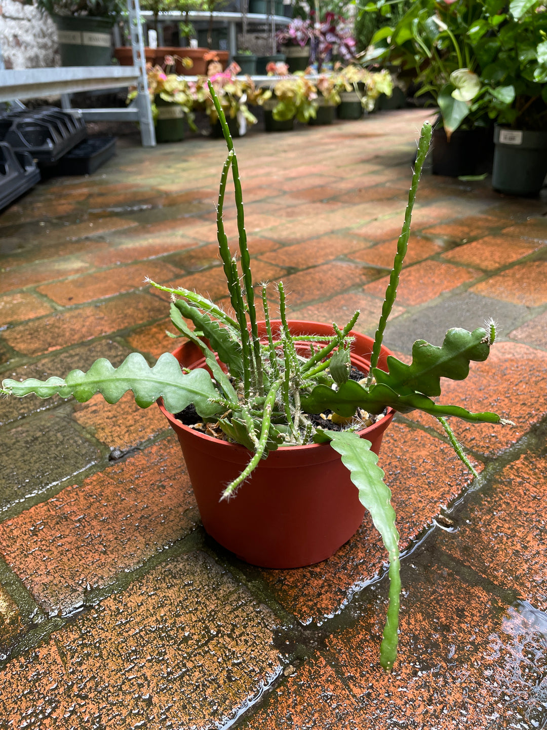 Ric Rac Cactus