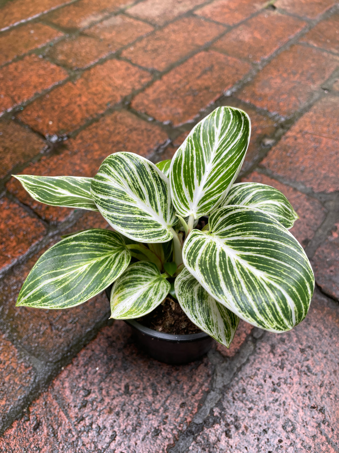 Philodendron 'White Measure'
