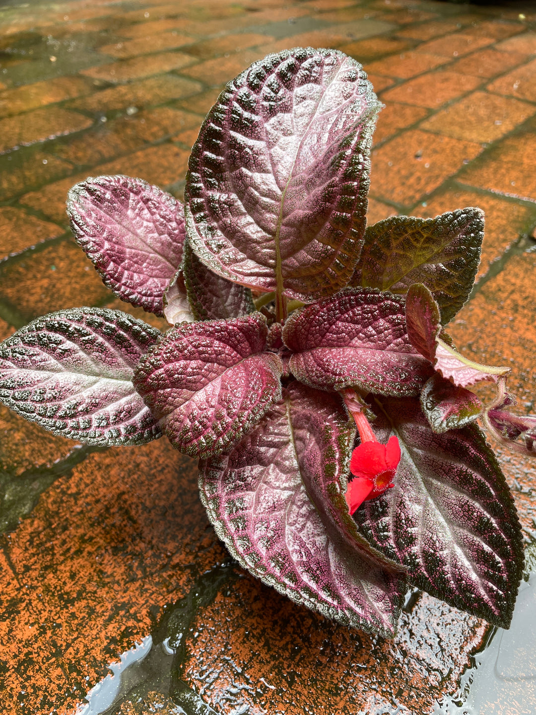 Flame Violet