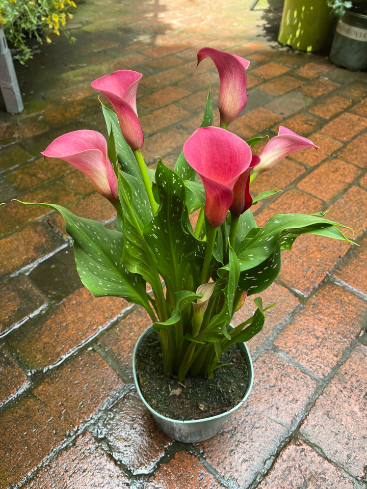 Calla Lily