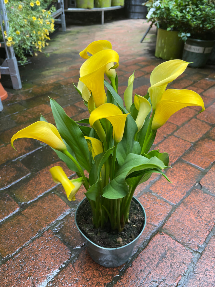 Calla Lily