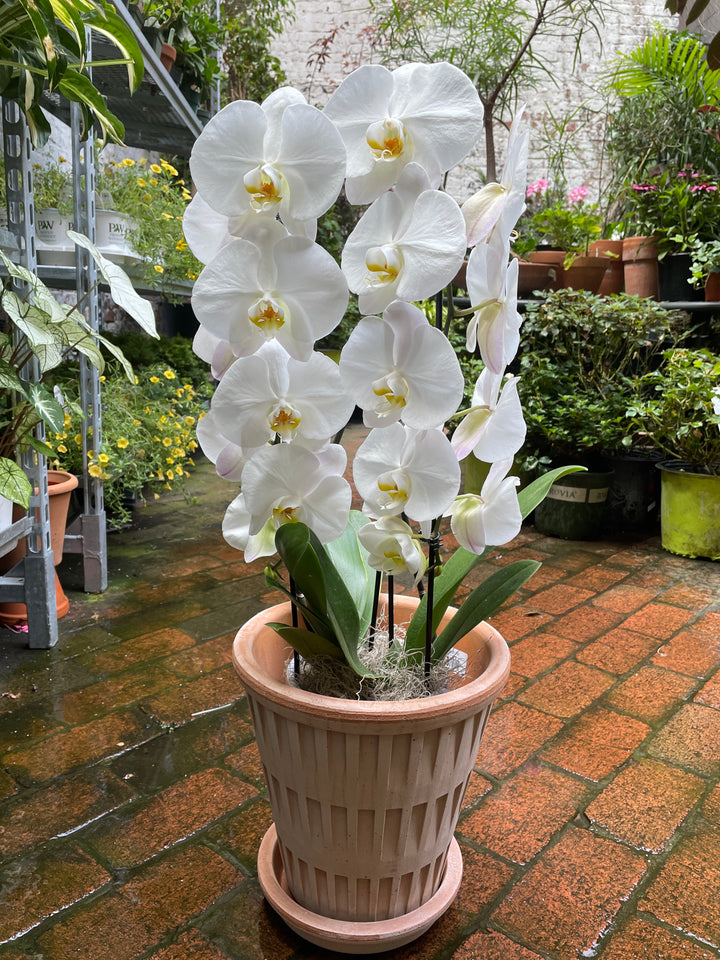 Orchid Garden
