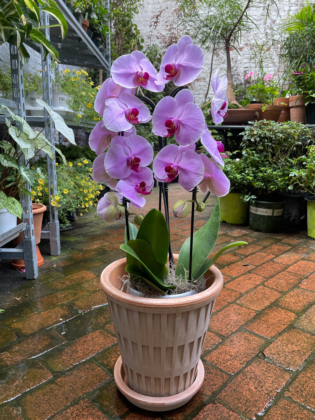 Orchid Garden