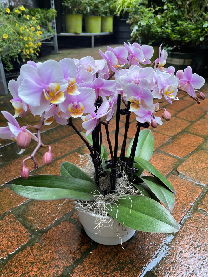 Orchid Garden