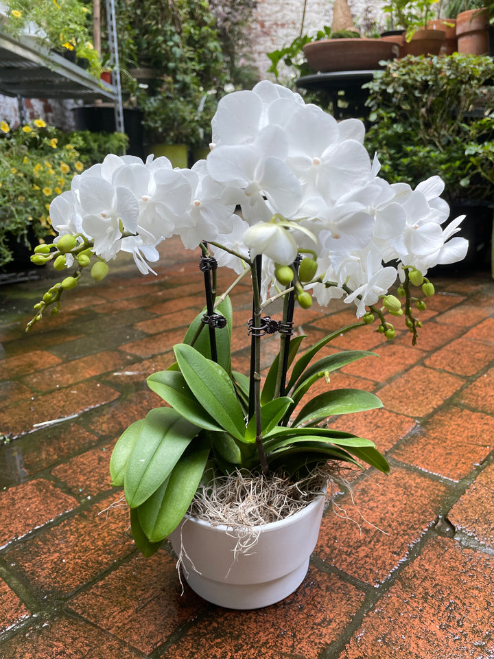 Orchid Garden