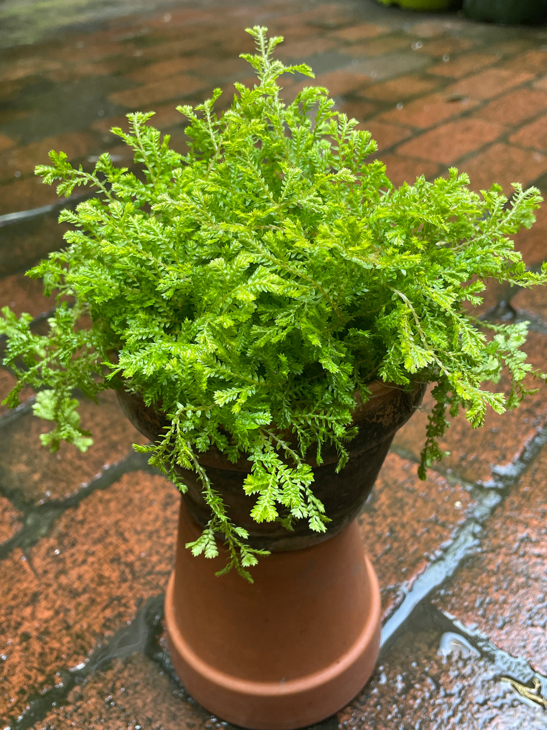 Fern Moss
