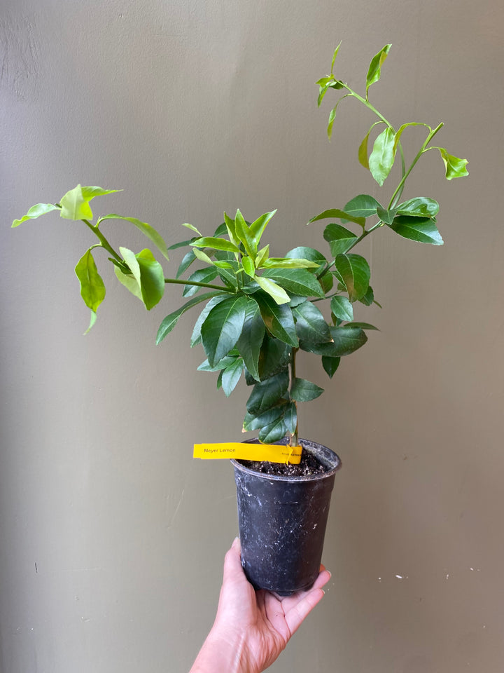 Meyer Lemon Tree