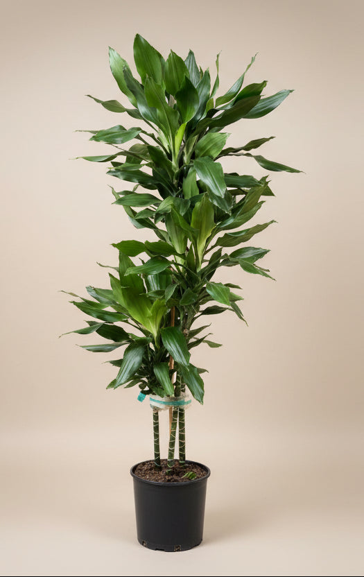 Dracaena 'Janet Lind'