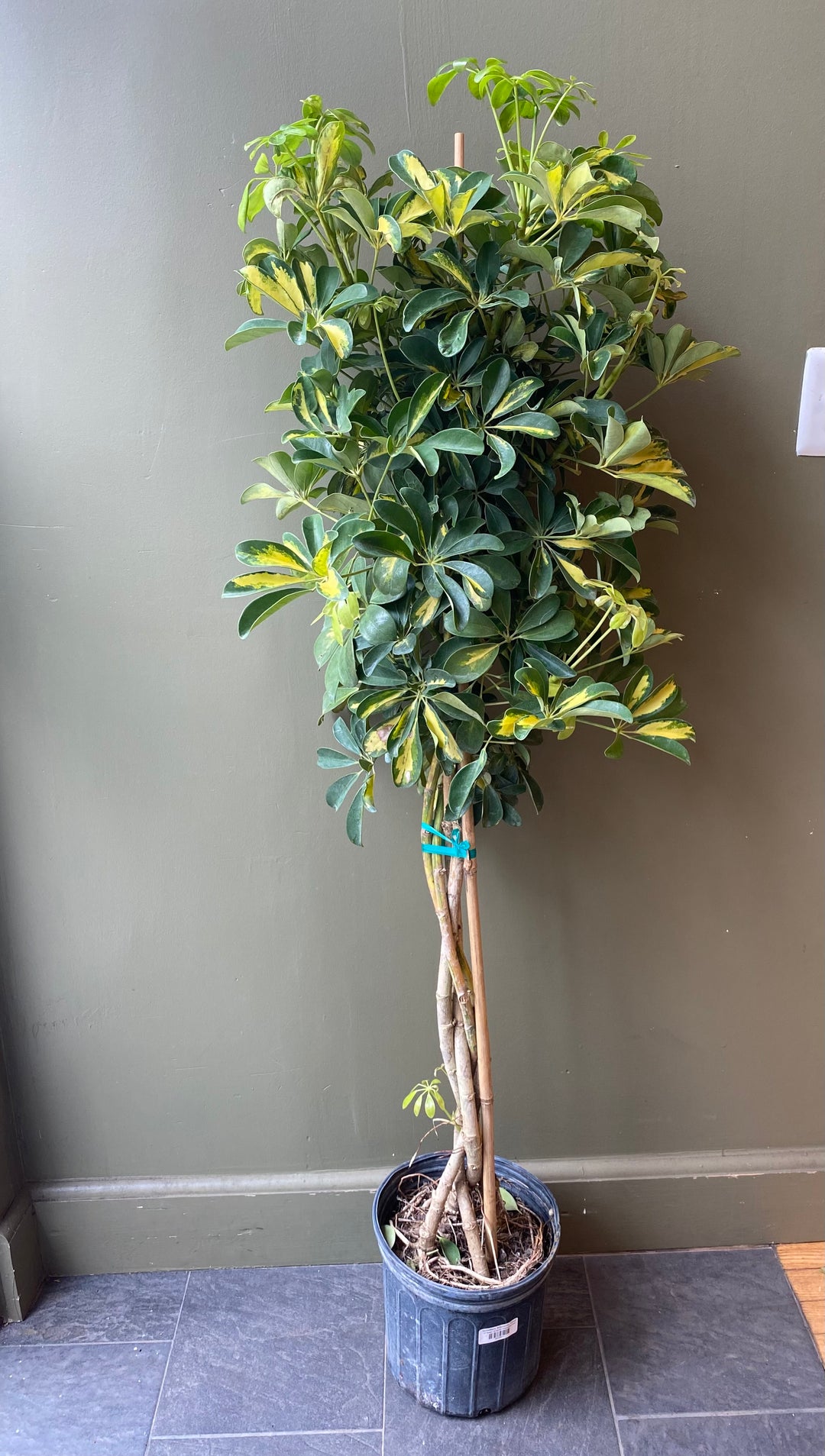 Schefflera Arboricola 'Gold'