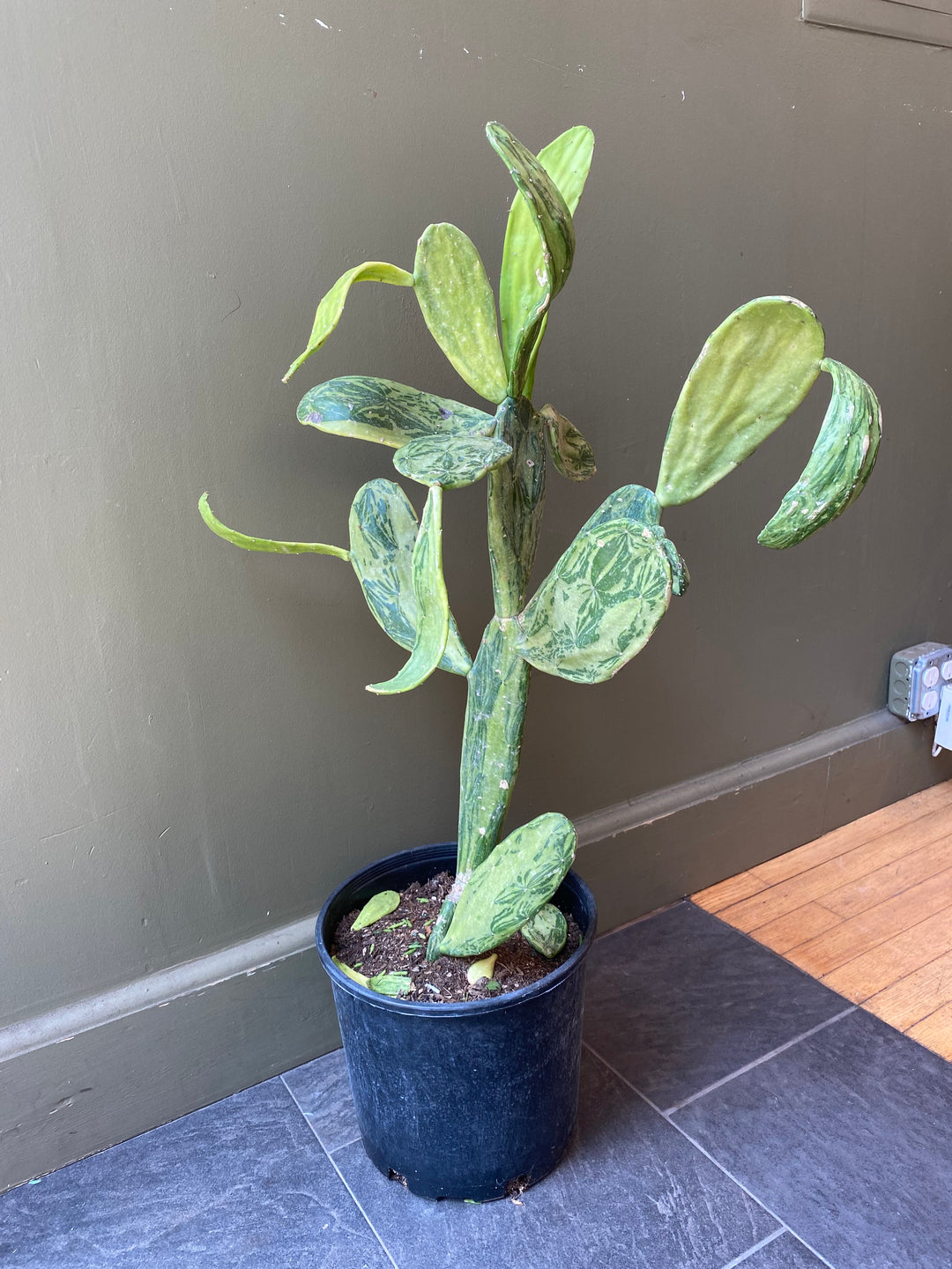 Variegated Prickly Pear Cactus