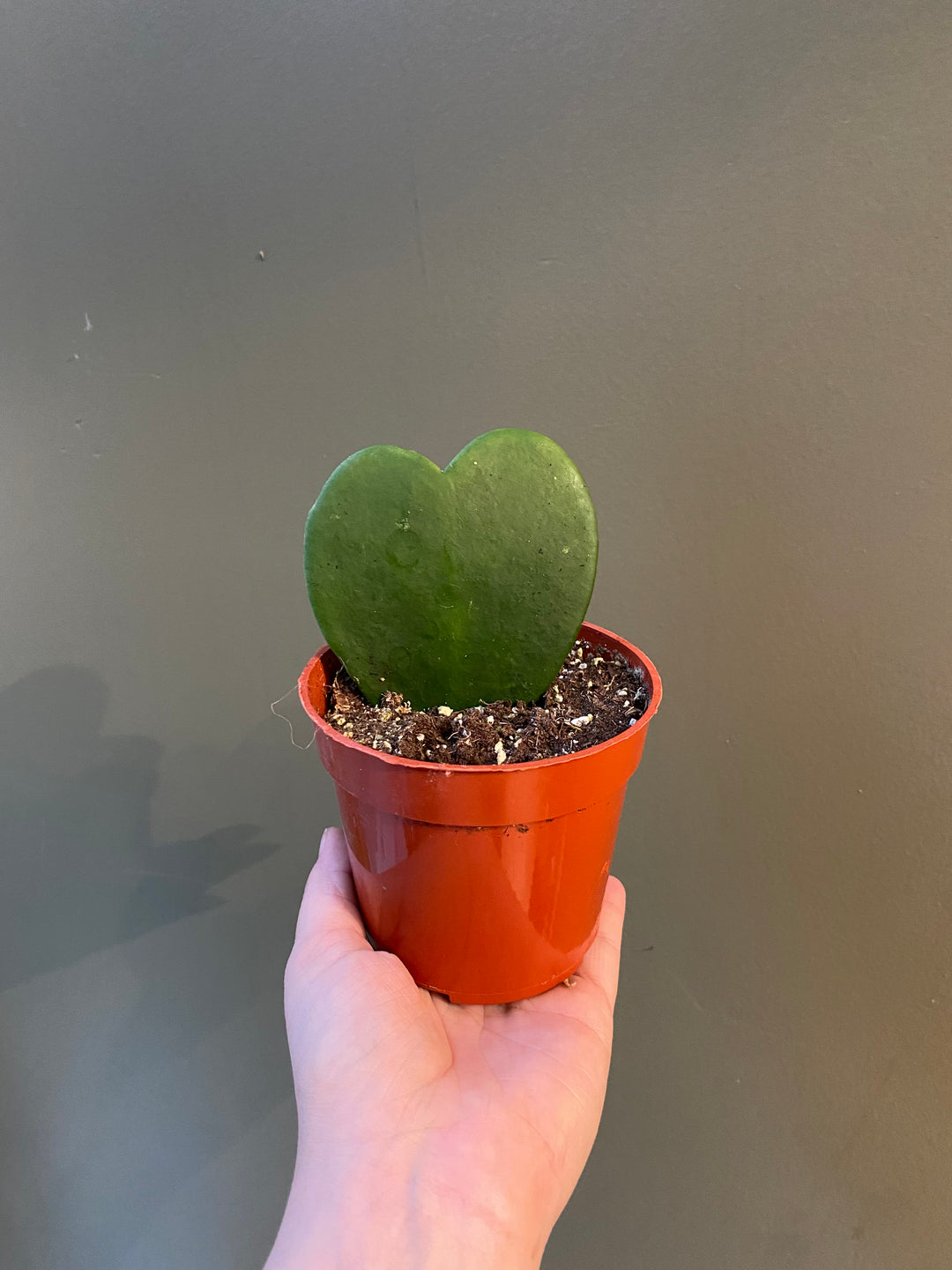 Hoya Heart