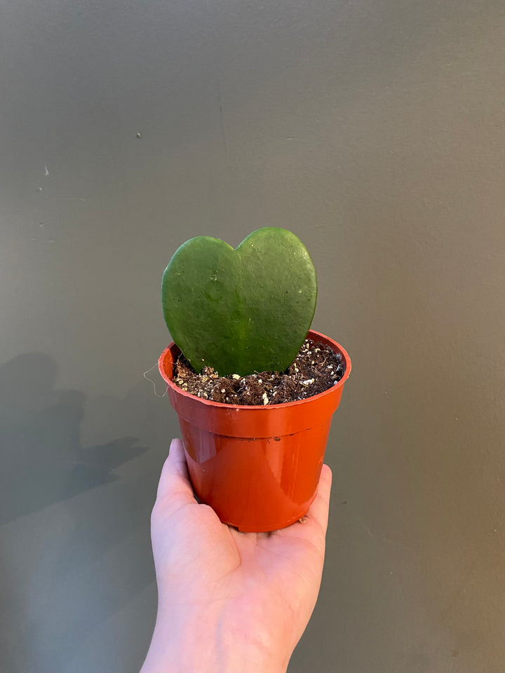 Hoya Heart