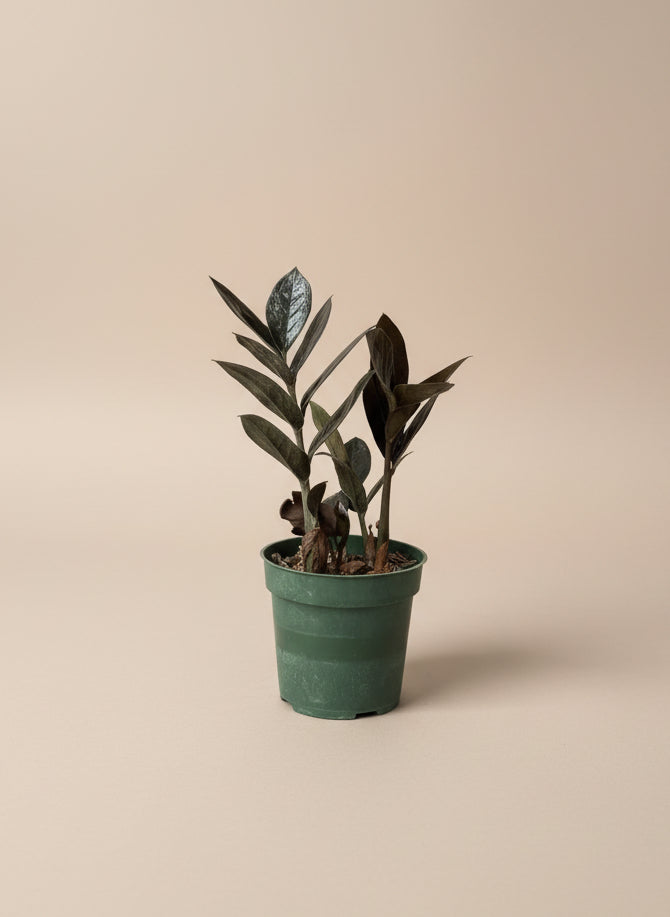 ZZ Raven - Thumbnail 3