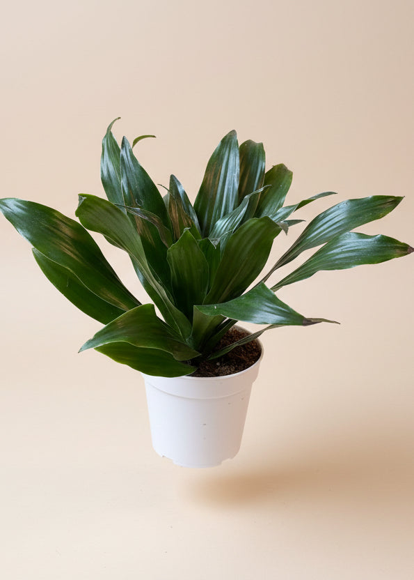 Dracaena 'Janet Craig Compacta' - Thumbnail 3