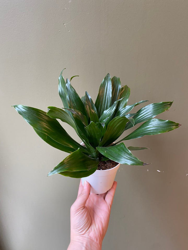 Dracaena 'Janet Craig Compacta'