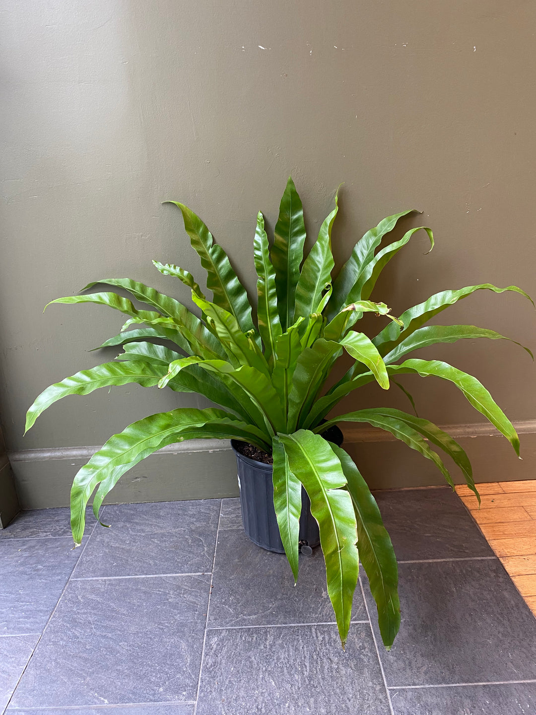 Crispy Wave Fern