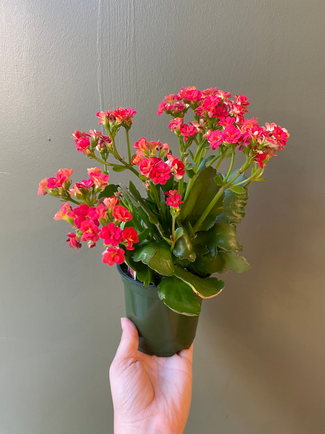 Kalanchoe