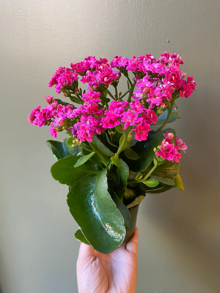 Kalanchoe