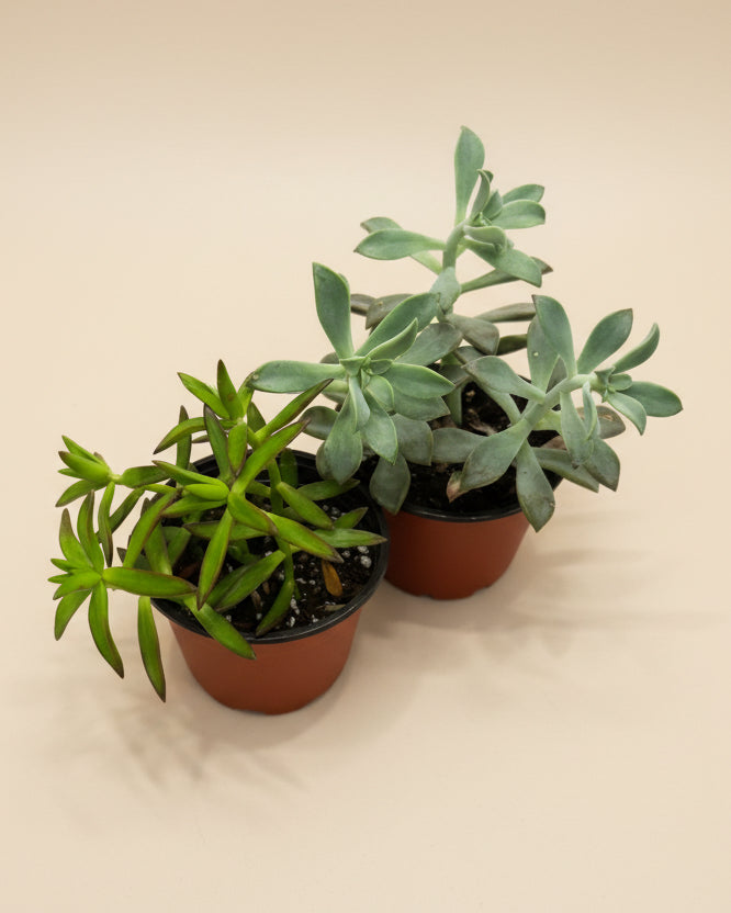 Succulent, Assorted - Thumbnail 3