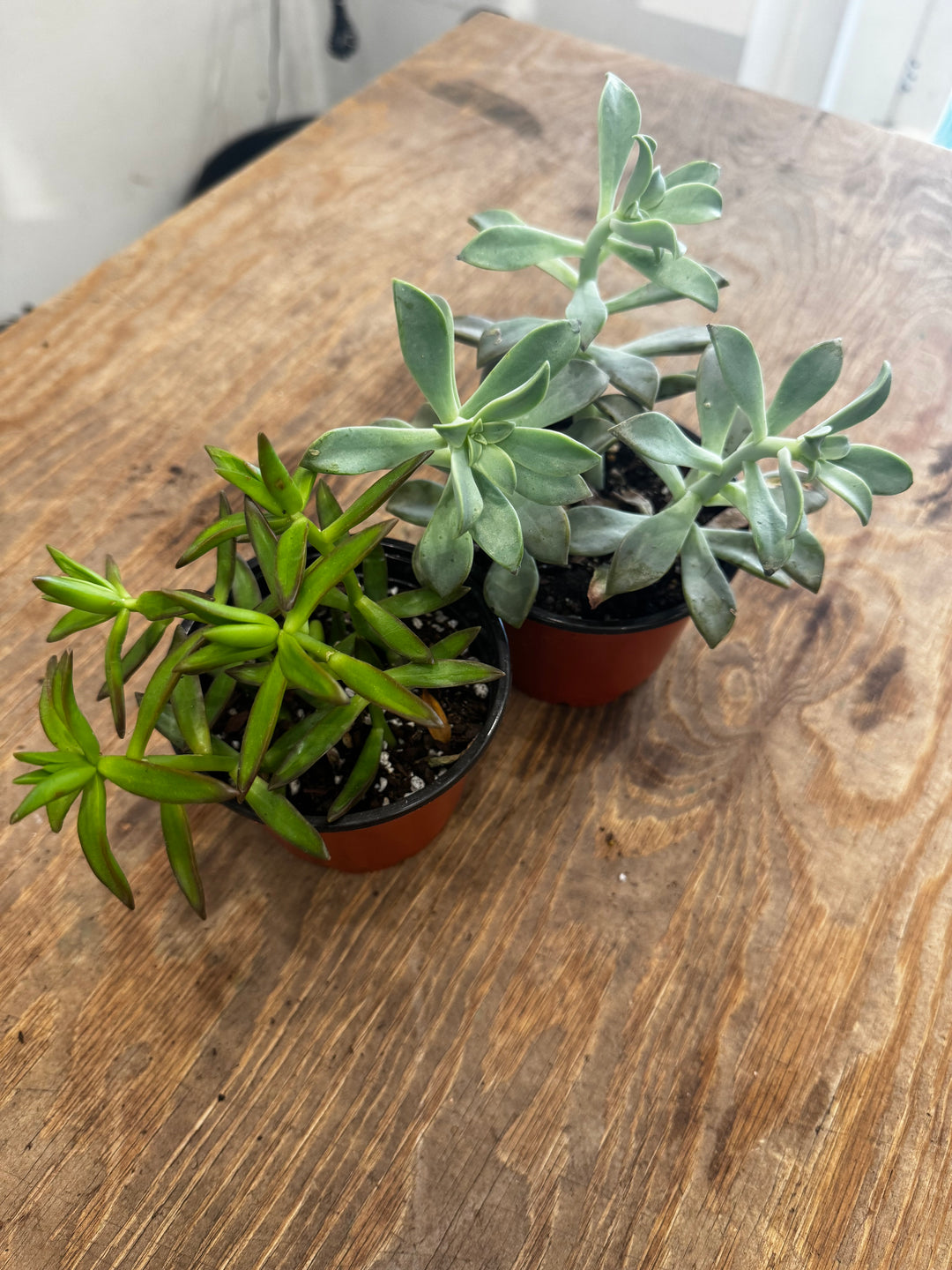 Succulent, Assorted