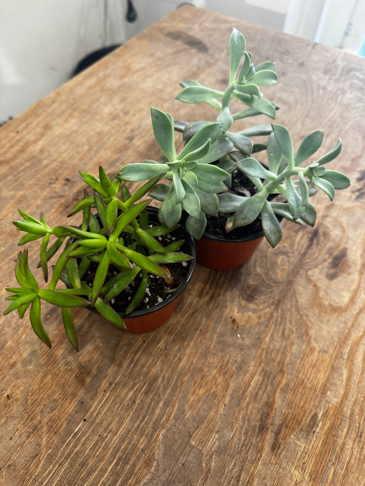 Succulent, Assorted