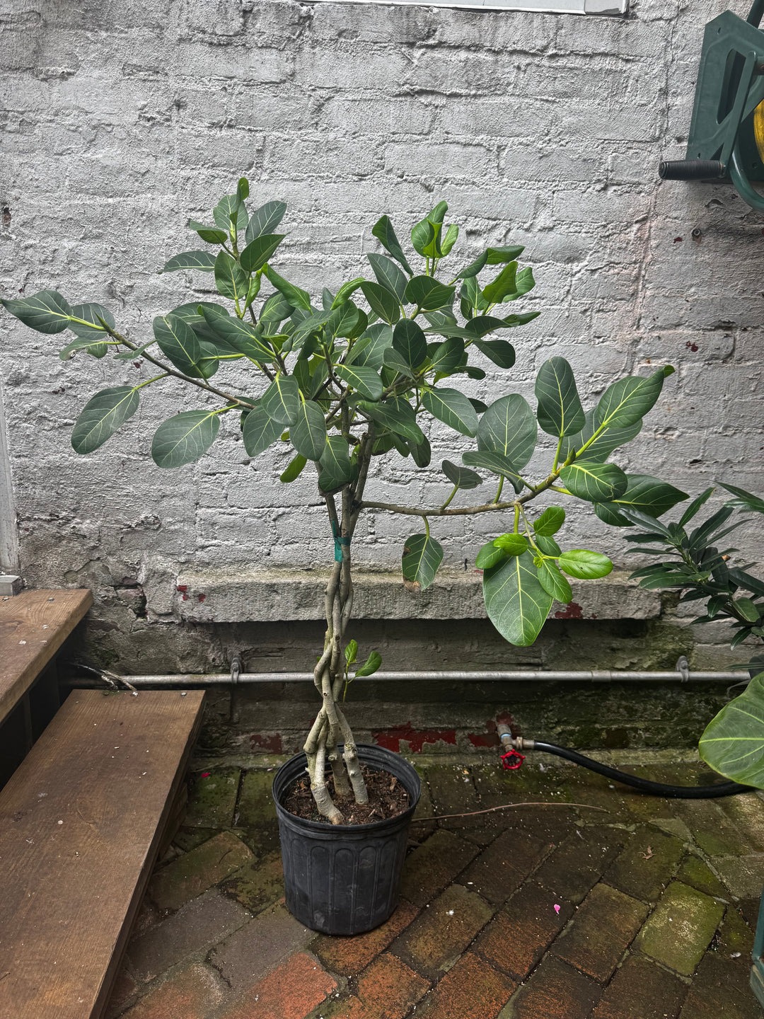 Ficus Audrey