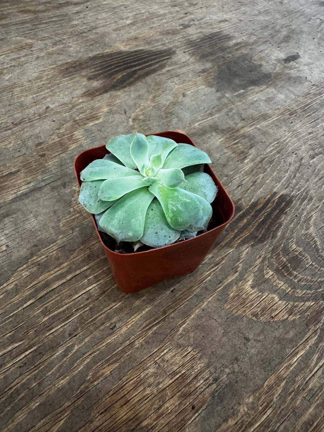 Echeveria