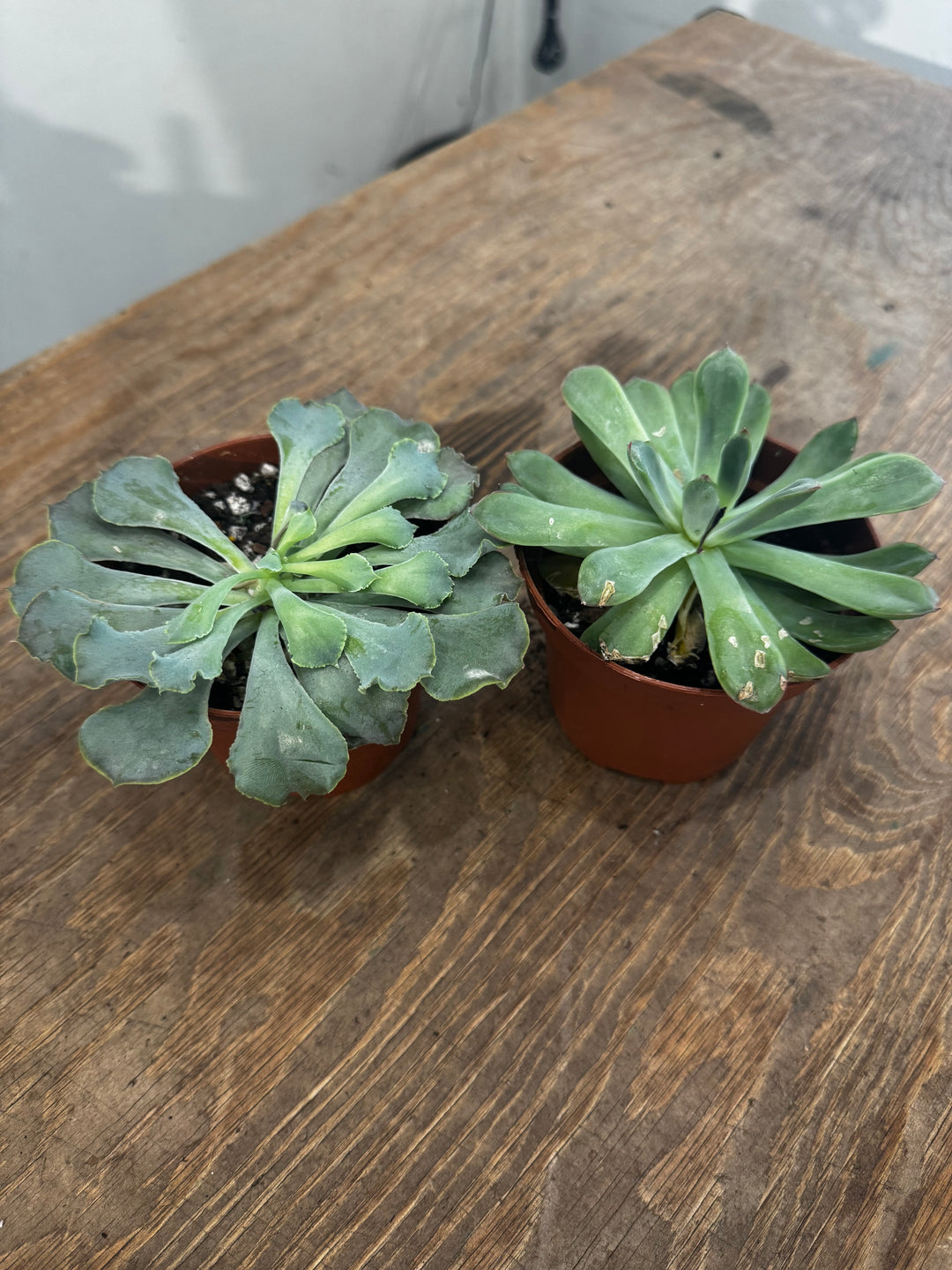 Echeveria