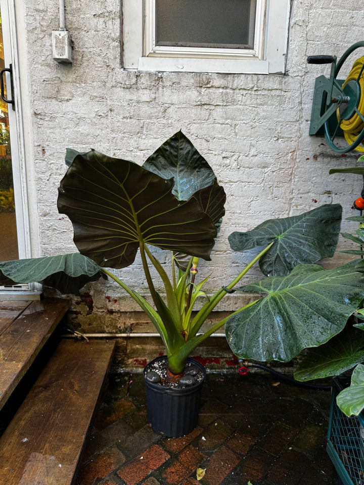 Alocasia 'Regal Shield'