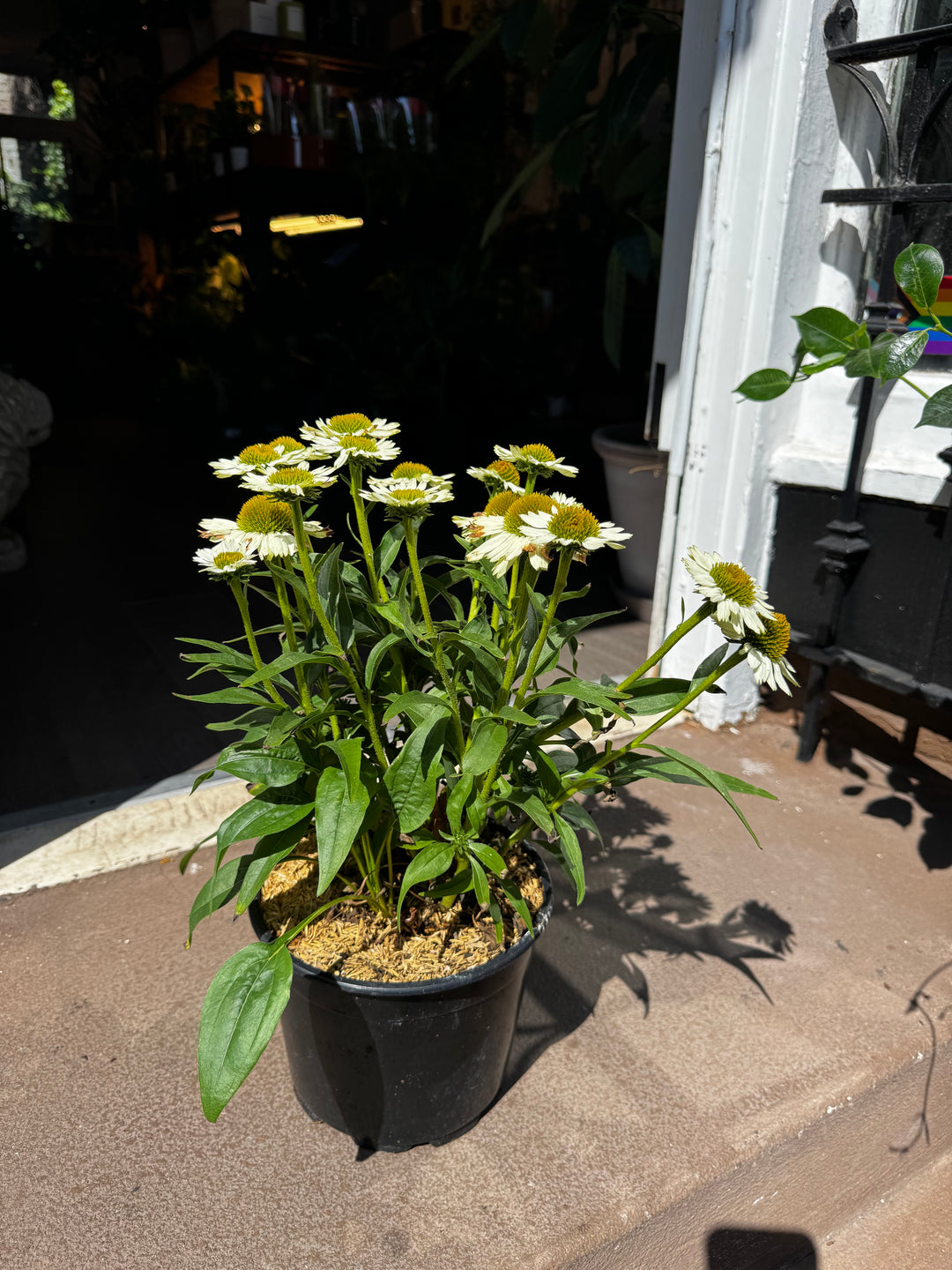 Echinacea