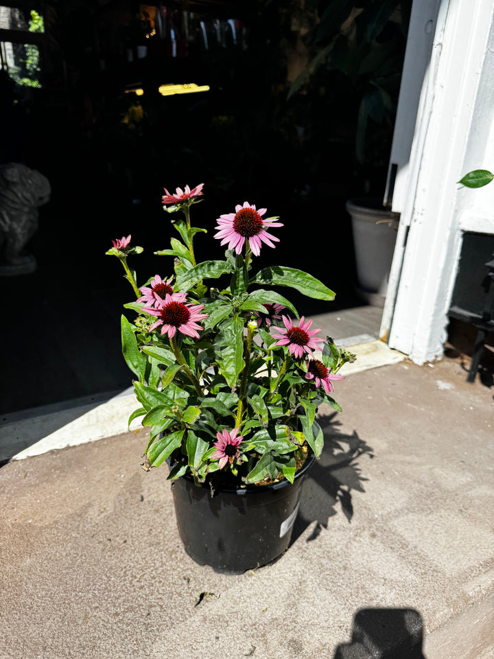 Echinacea