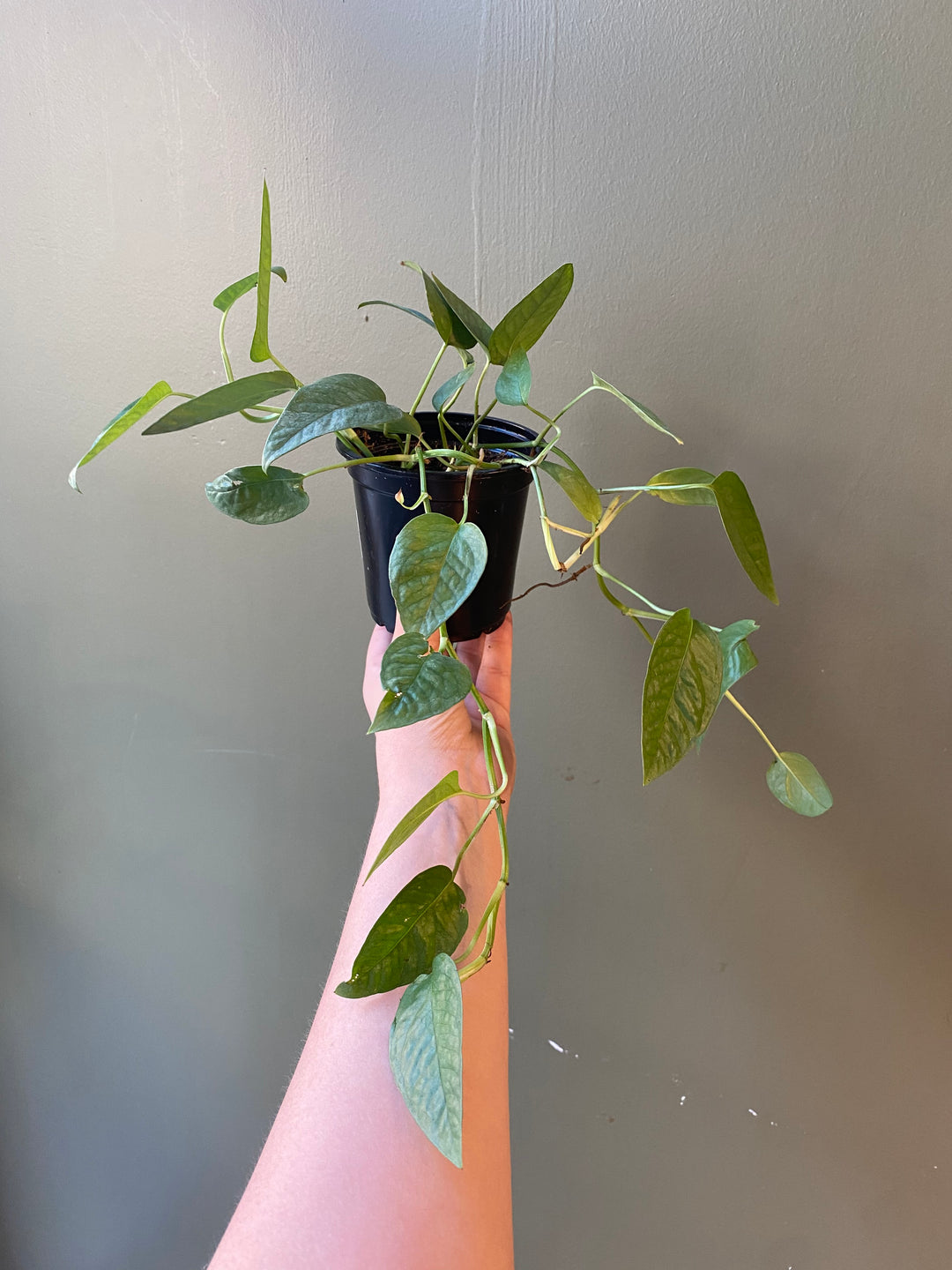 Pothos Cebu Blue