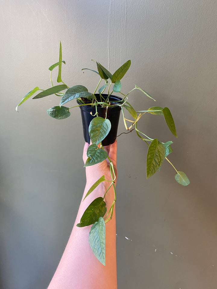 Pothos Cebu Blue
