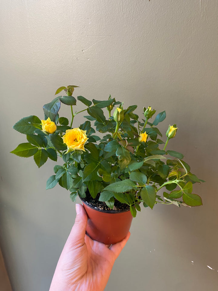 Mini Rose