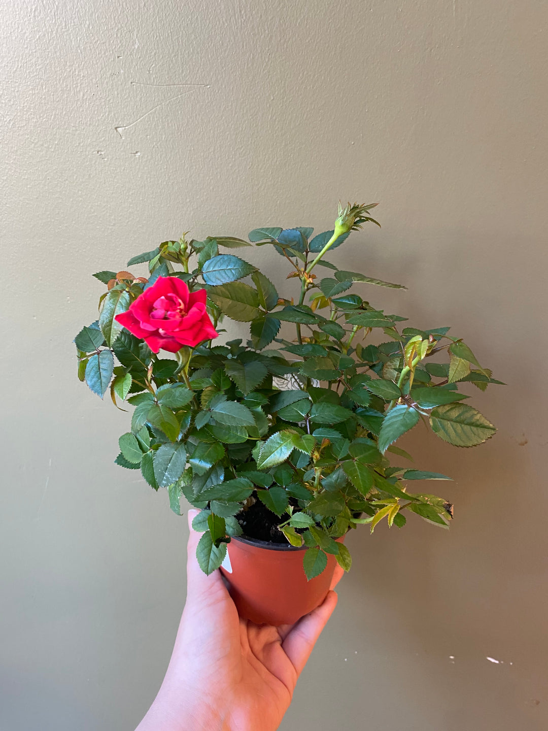 Mini Rose