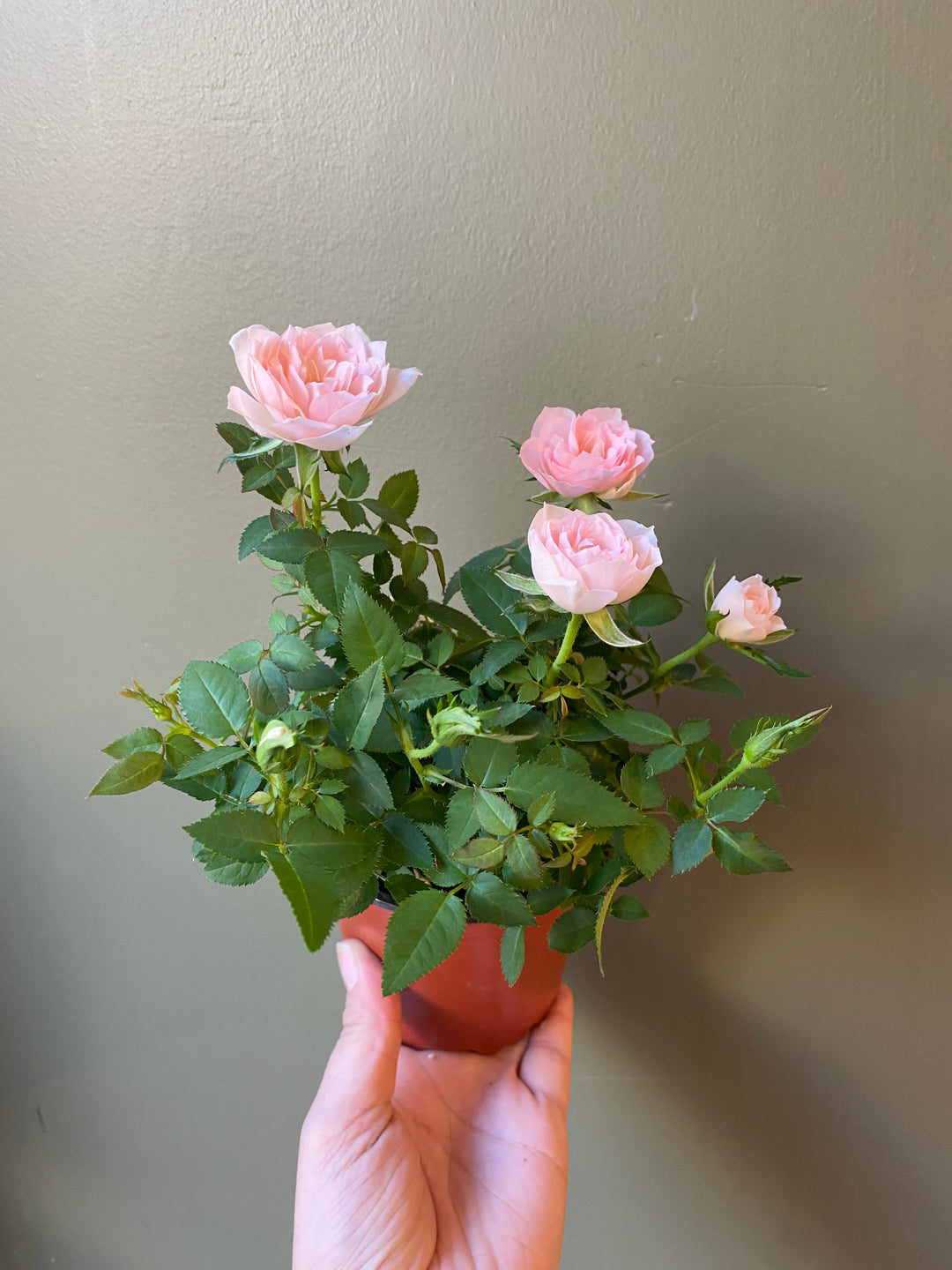 Mini Rose