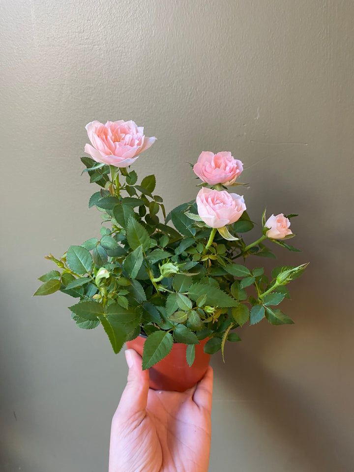 Mini Rose