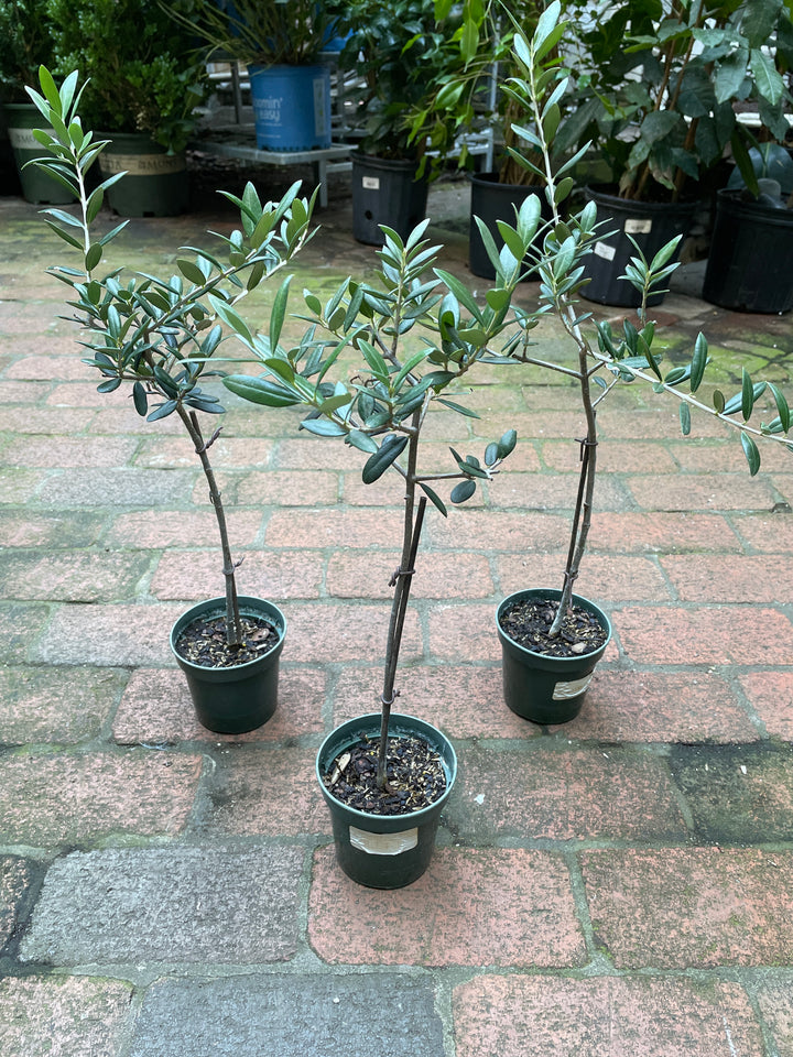 olive plant indoor Arbequina Olive Tree – The Old Yew Plant Shop