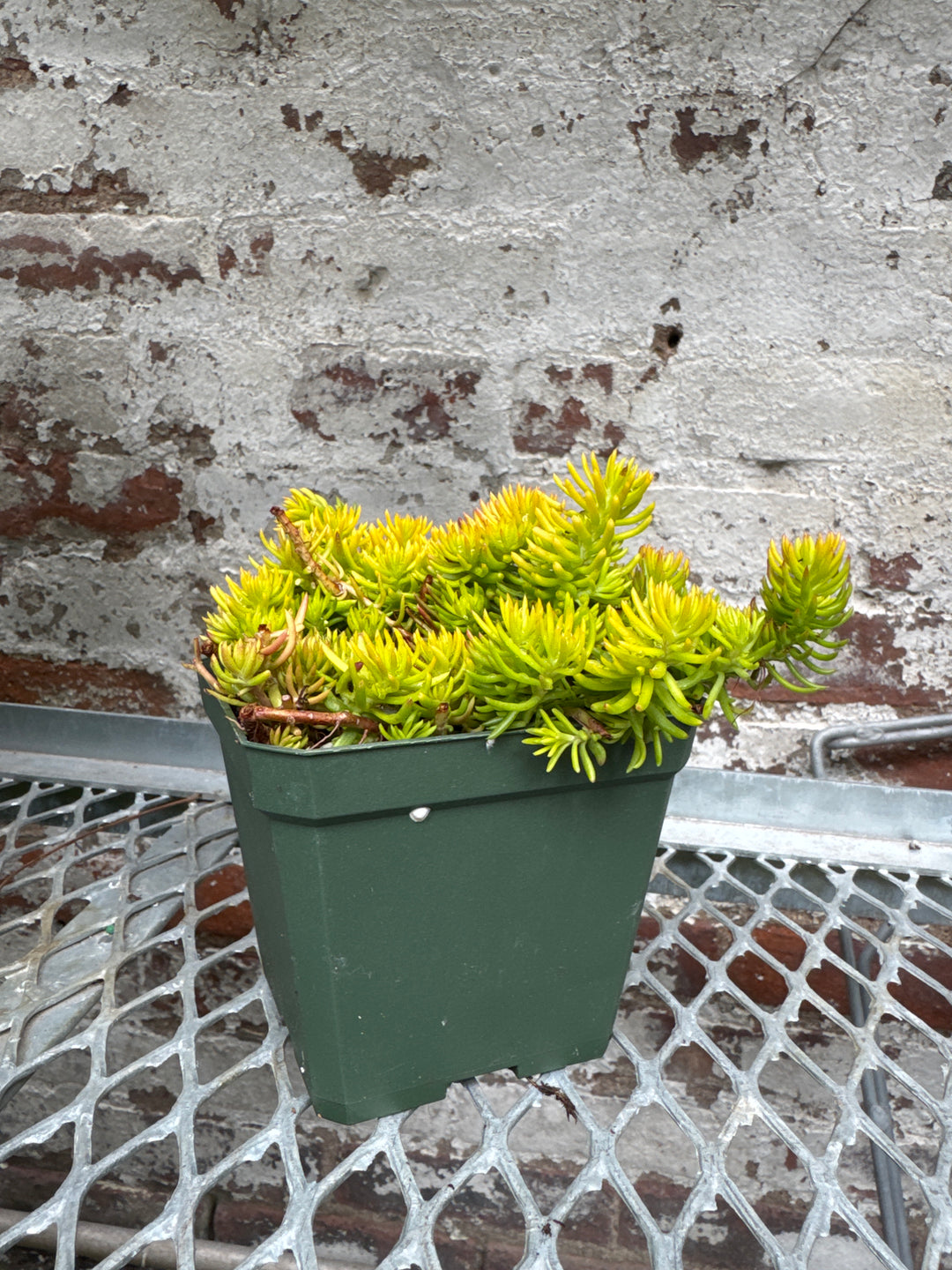 Sedum 'Angelina'