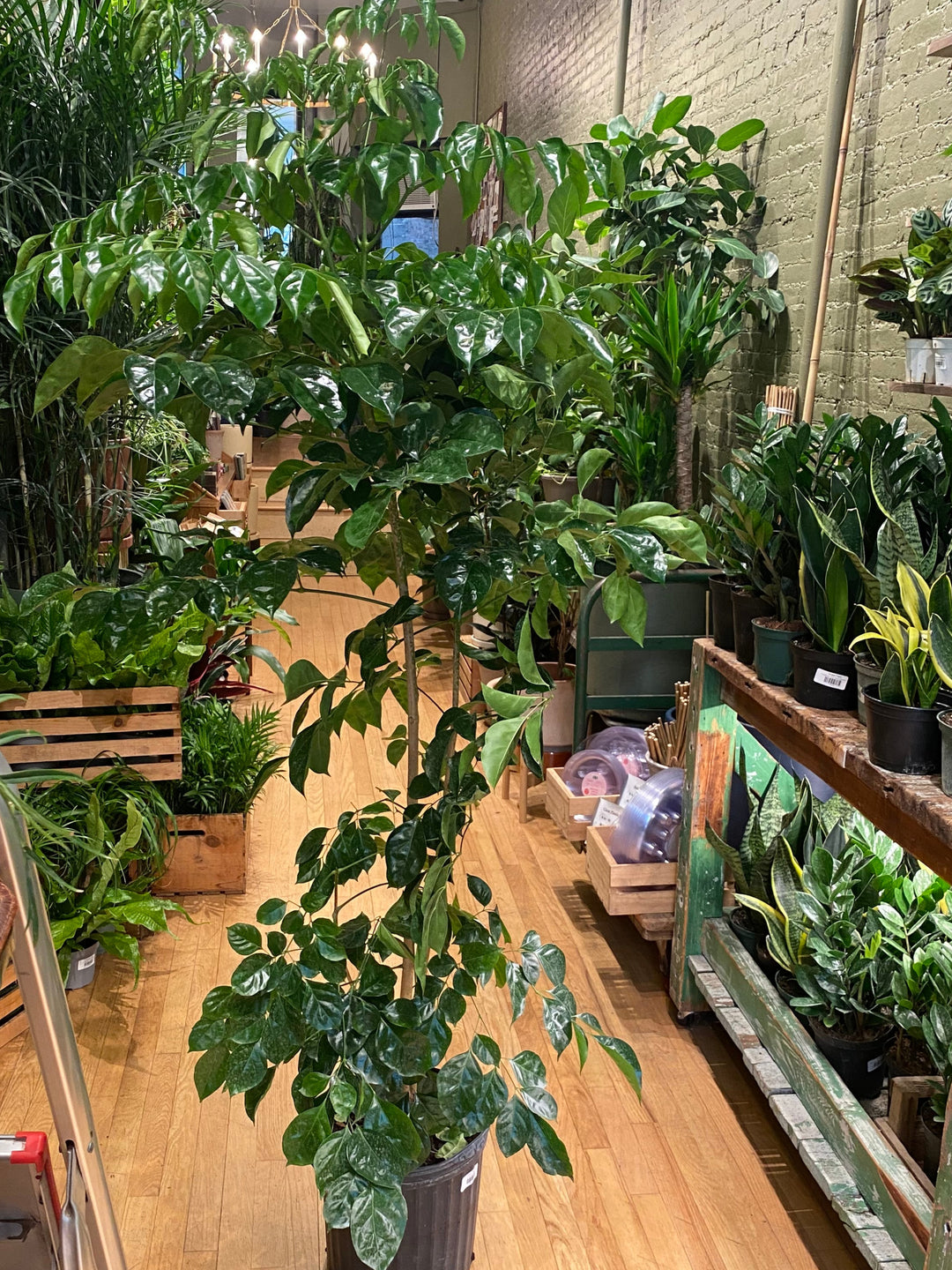 China Doll Plant