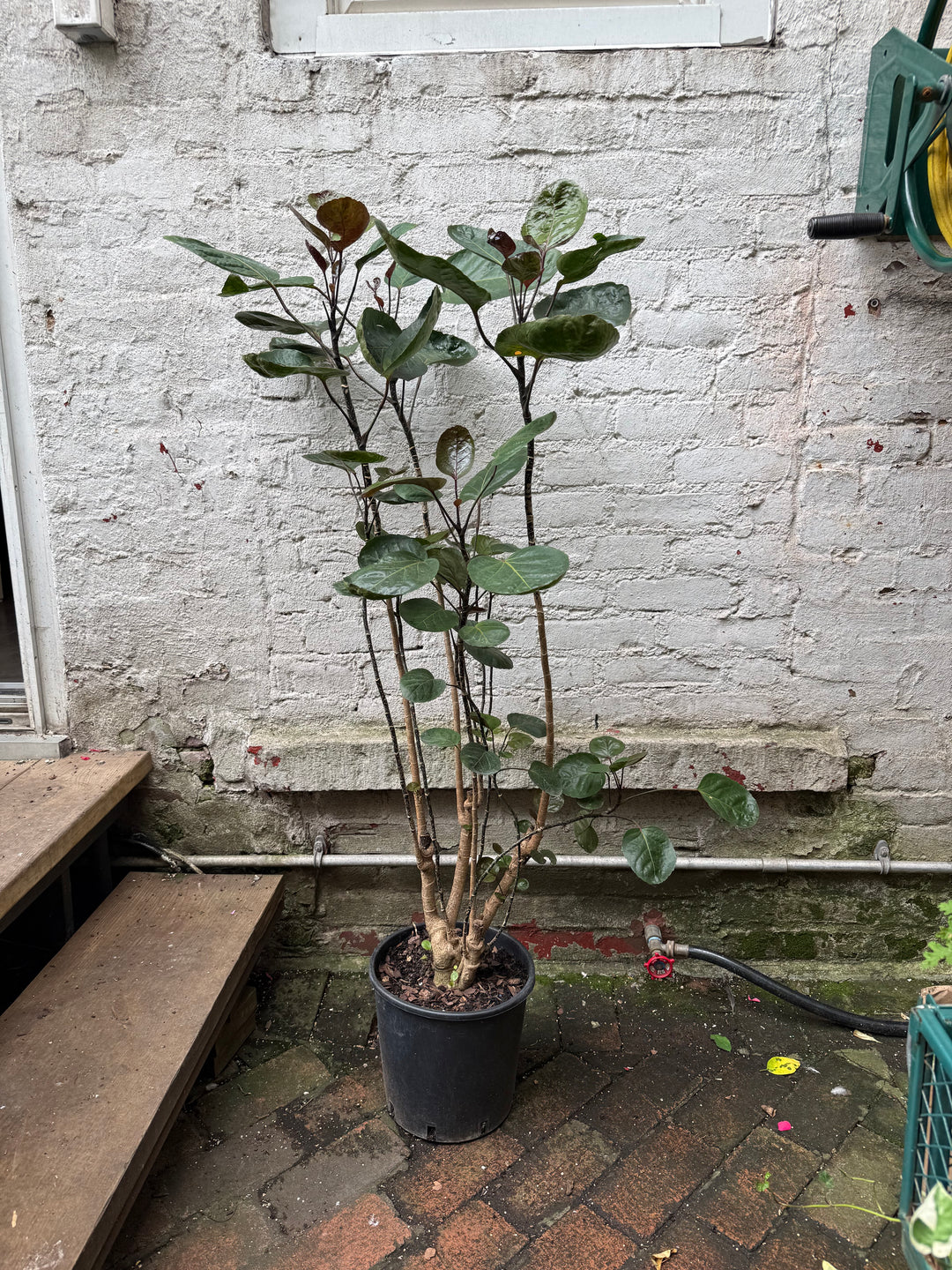Aralia Fabian
