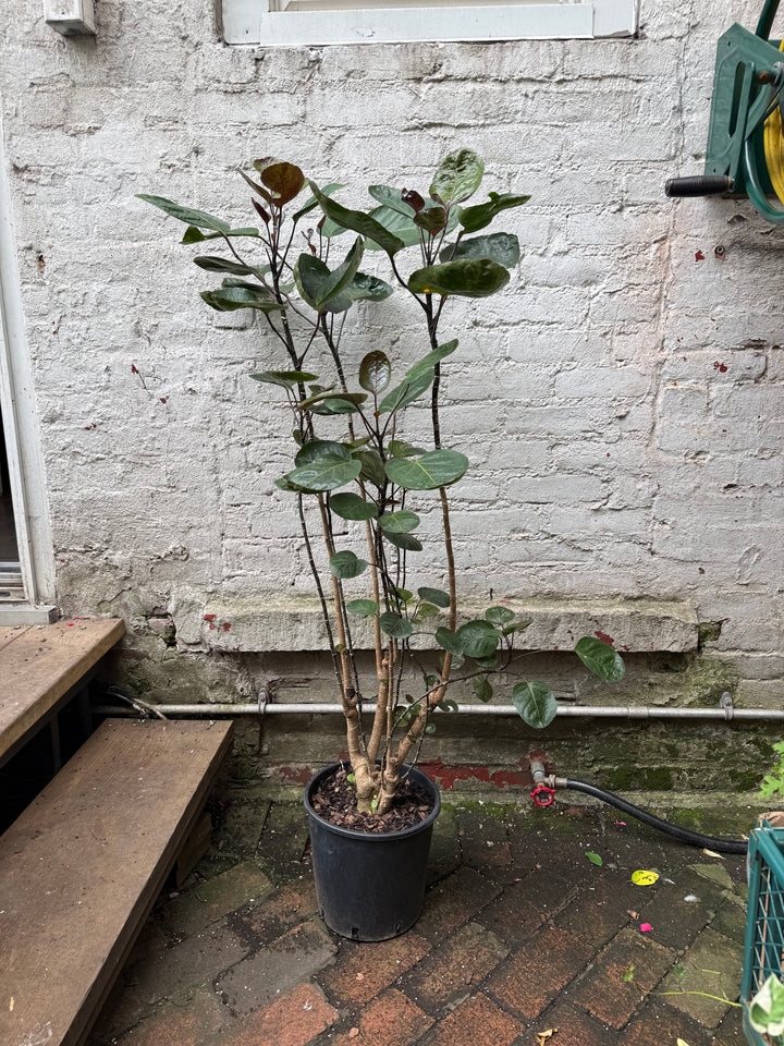 Aralia Fabian
