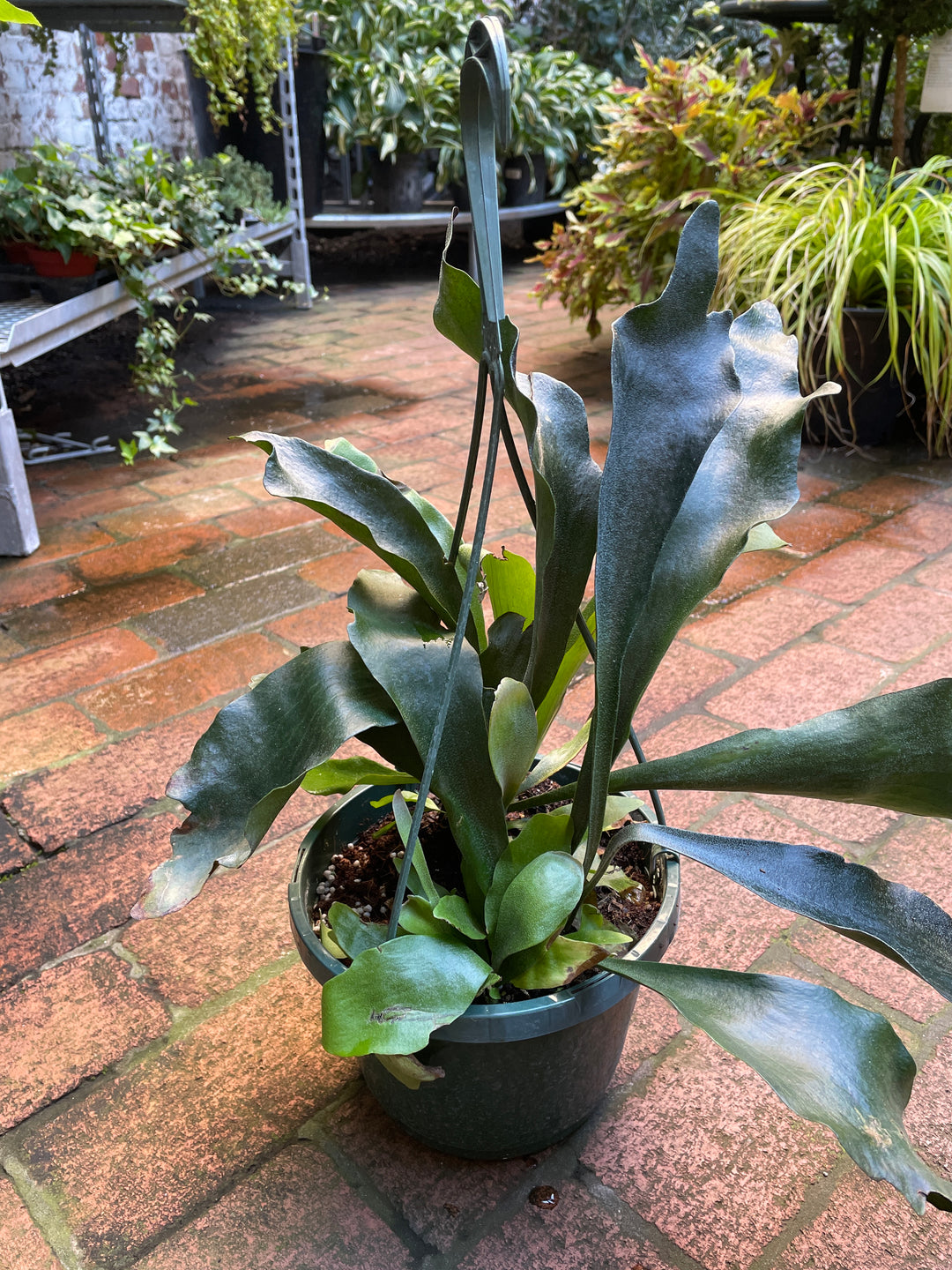 Staghorn Fern