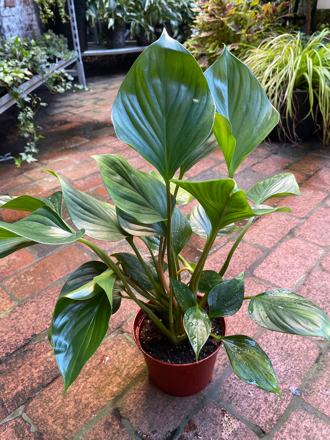Homalomena 'Green'