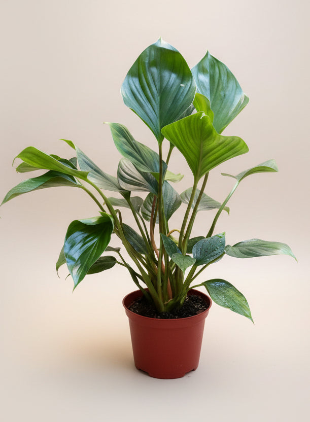 Homalomena 'Green'