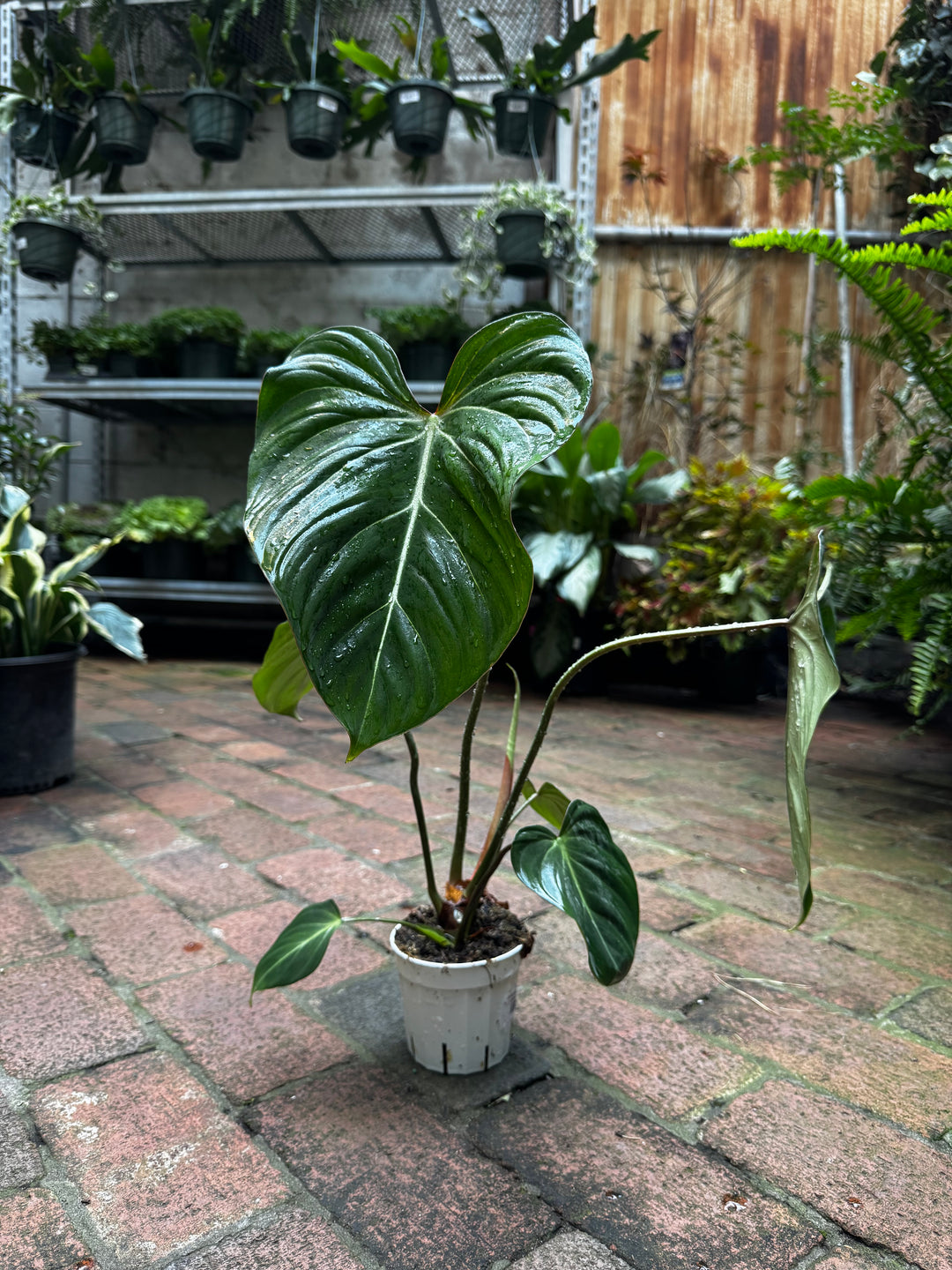 Philodendron Gloriosum