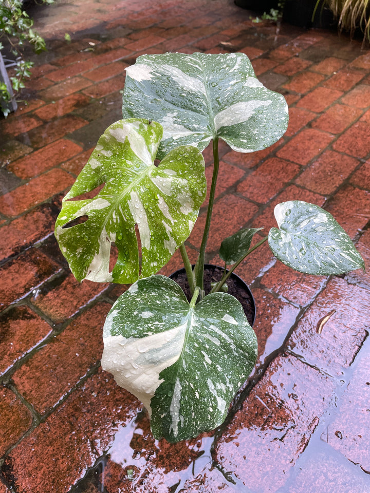 Monstera Thai Constellation